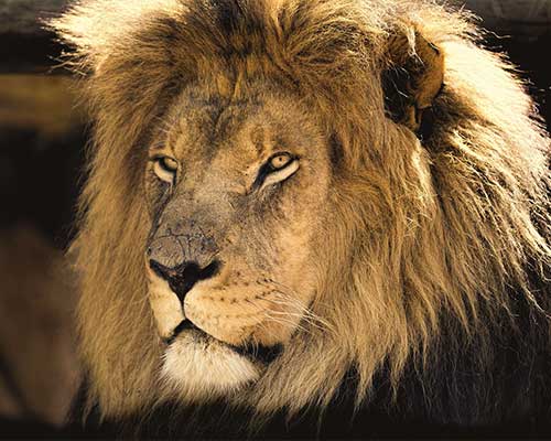 leone africano safari