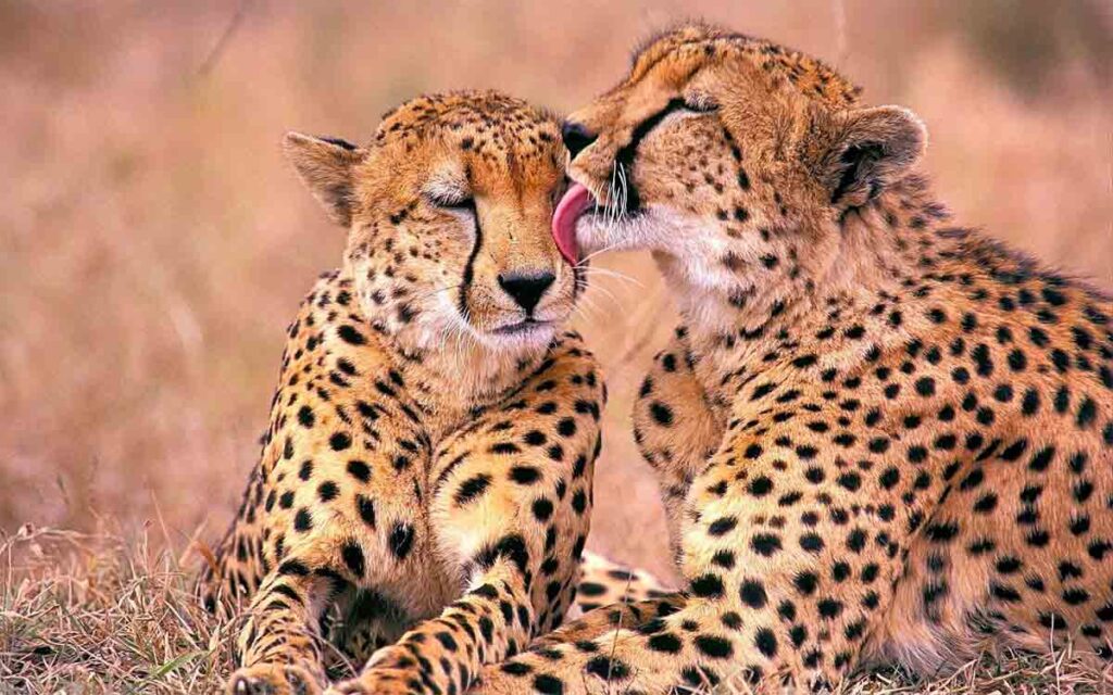 see cheetahs tanzania
