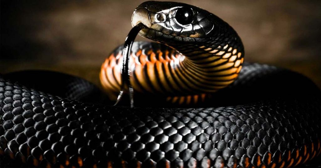 Mamba Nero serpente