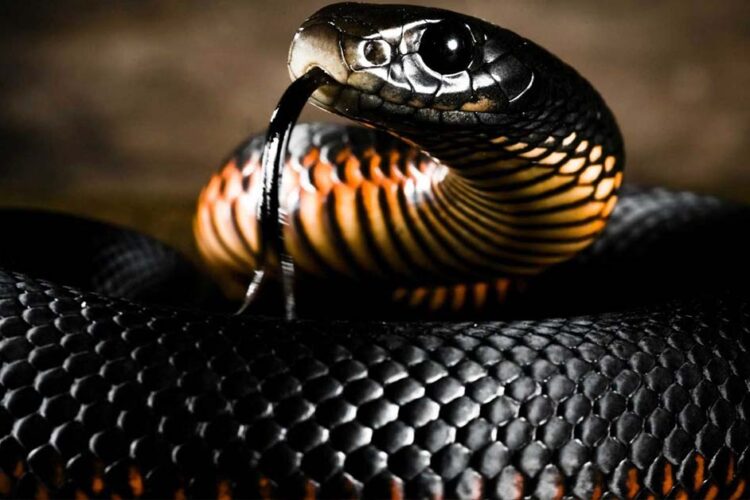 Mamba Negra: la serpiente más venenosa de África