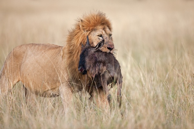 African lion diet