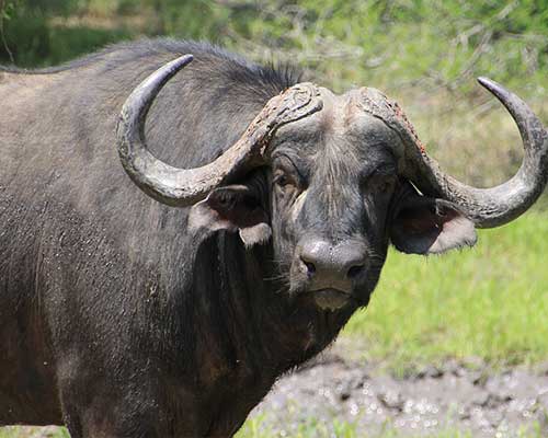 Buffalo