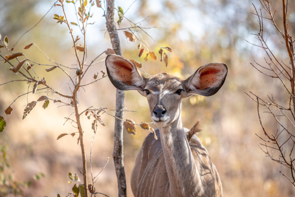 petit koudou, tanzanie, safari