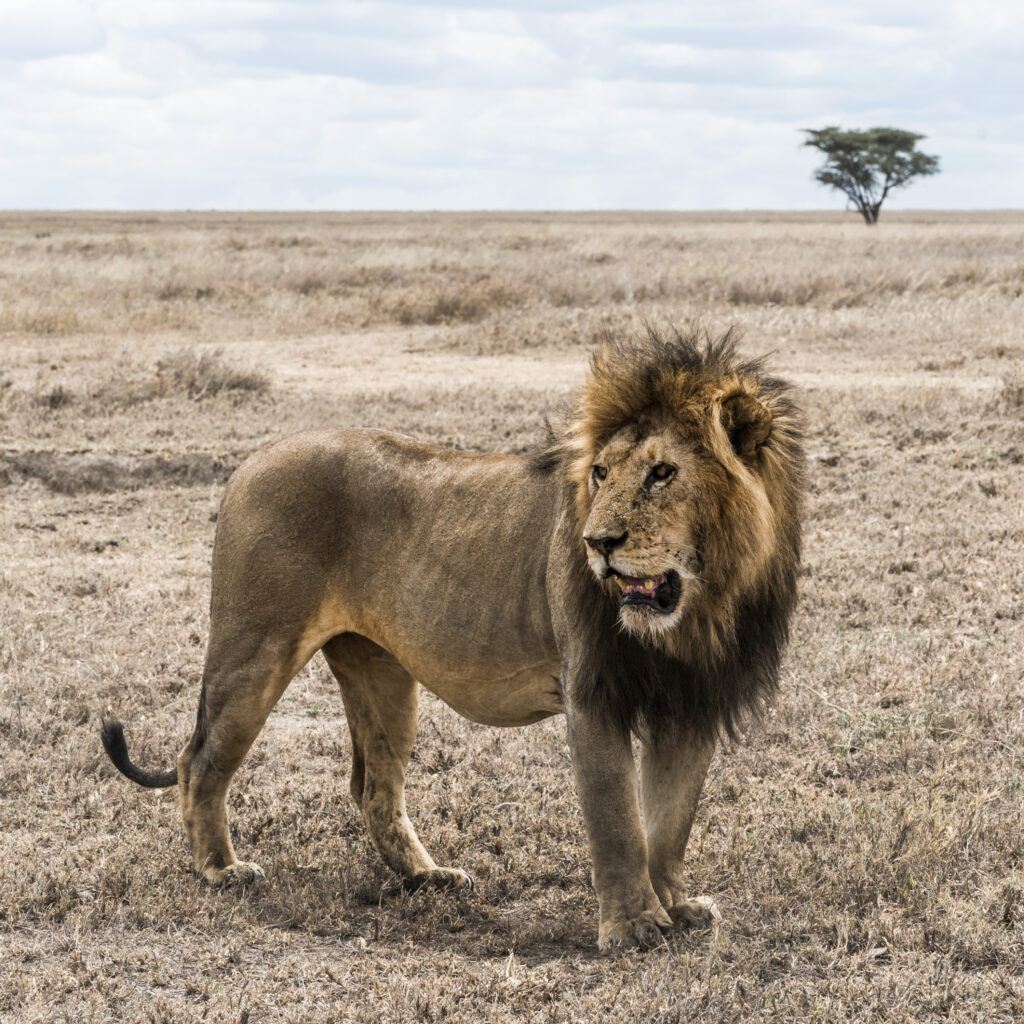 Lion en Tanzanie