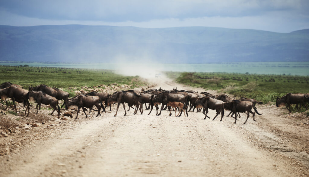 tanzanie , grande migration
