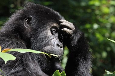 Bwindi-Impenetrable-Forest-National-Park