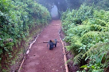 Discesa da Horombo Hut