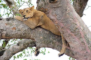 Foresta-di-Maramagambo