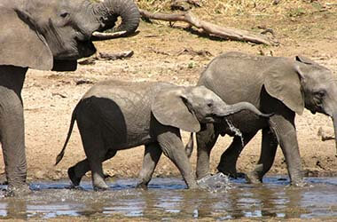 Parco-nazionale-del-Tarangire