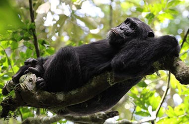 Scimpanzè-gola-diKyambura