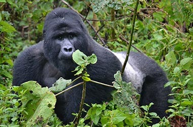 Safari Gorilla