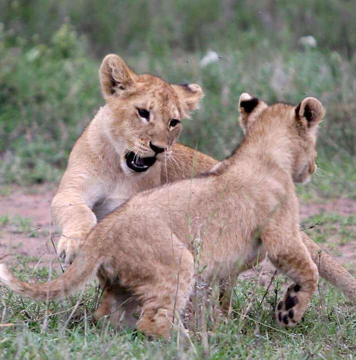 leoni parco nazionale del Serengeti