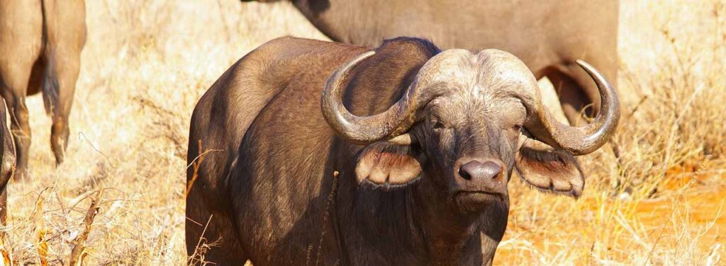 Safari Bufalo