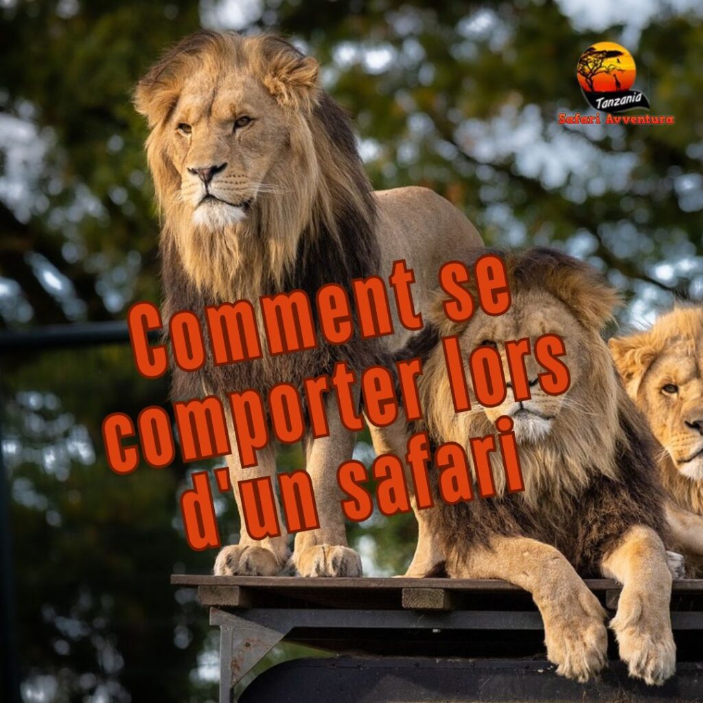 Comment se comporter lors d'un safari