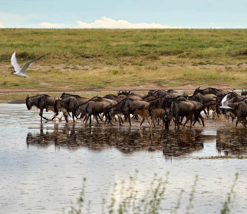 Itinéraire La grande migration du Serengeti de décembre à mars